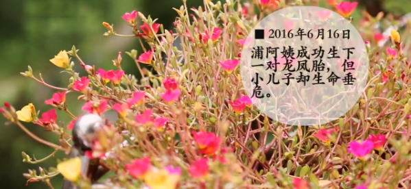 上海58岁失独母亲做试管婴儿：搭上性命的赌注插图2