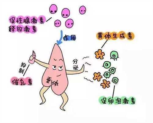山西有做供卵试管不用排队的医院吗 做供卵卵源一般要等多久?插图 山西有做供卵试管不用排队的医院吗 做供卵卵源一般要等多久?插图