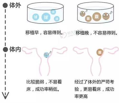 国内做供卵试管合法吗?供卵的卵源质量好不好插图 国内做供卵试管合法吗?供卵的卵源质量好不好插图