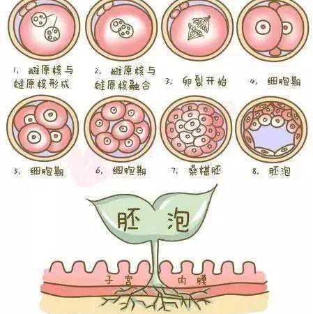 盆腔有积液就是盆腔炎？影响试管婴儿移植成功率吗？插图1
