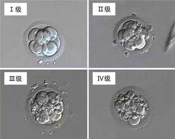 胚胎几细胞是最好?插图2 胚胎几细胞是最好?插图2