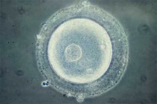 2024南宁供卵三代生男孩价格表,如何节约试管婴儿的成本插图 undefined