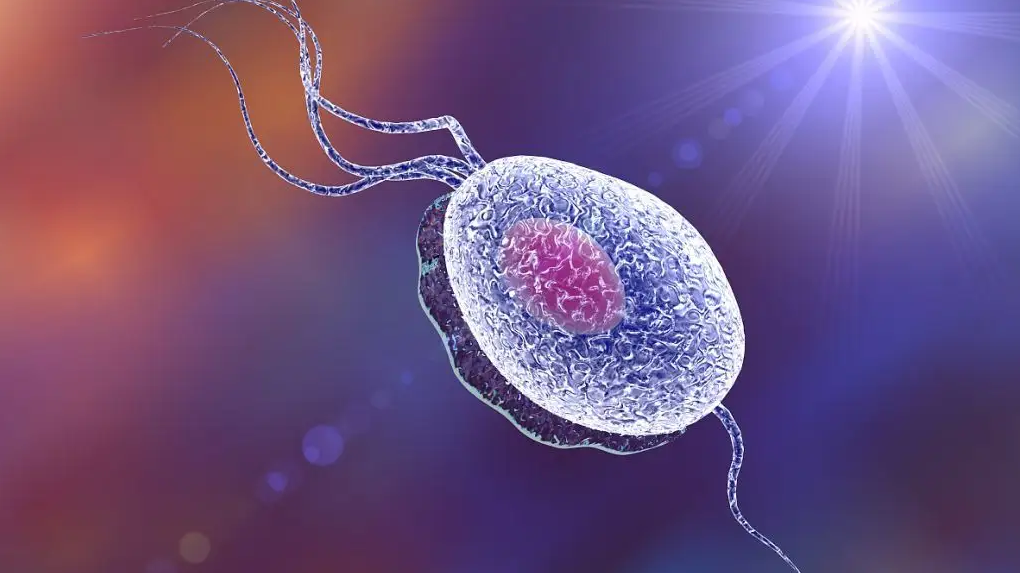 男性精子DNA碎片率高的原因是什么?插图 男性精子DNA碎片率高的原因是什么?插图
