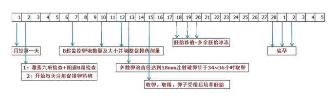 试管长方案插图
