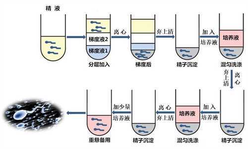 在长沙做一次供卵试管大概需要多少钱 长沙哪里做供卵试管不用等?插图2 在长沙做一次供卵试管大概需要多少钱 长沙哪里做供卵试管不用等?插图2