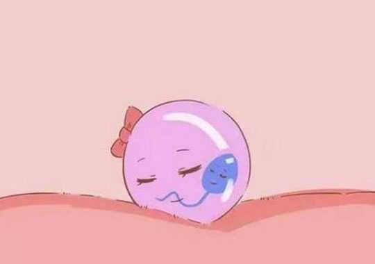 受精卵着床期的注意什么？插图