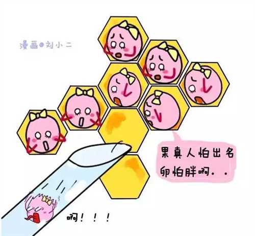 三代试管选性别的条件是怎样的?罗氏易位三代试管成功率高吗?插图 三代试管选性别的条件是怎样的?罗氏易位三代试管成功率高吗?插图