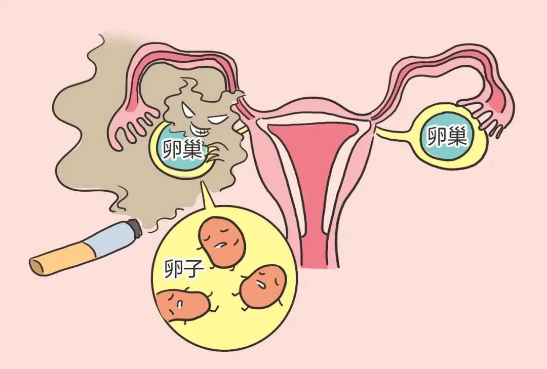 做试管婴儿前要怎么保养卵巢?插图 做试管婴儿前要怎么保养卵巢?插图