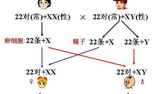 生男生女真不是说说!浅谈第三代试管婴儿选性别的科学依据插图2 生男生女真不是说说!浅谈第三代试管婴儿选性别的科学依据插图2