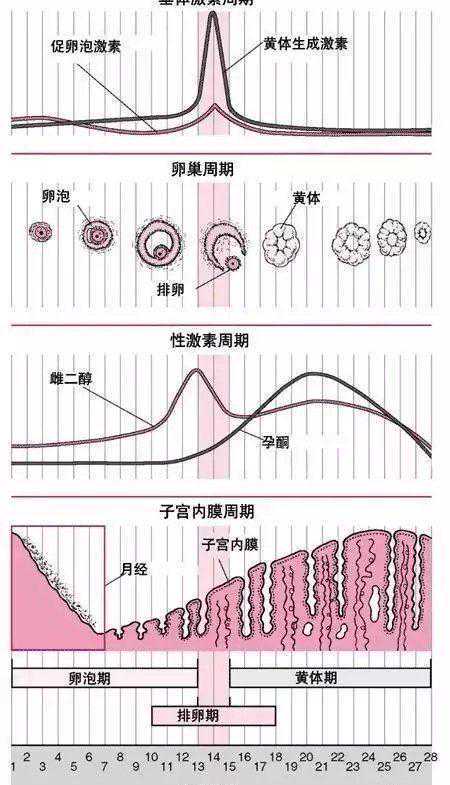 35岁的我卵巢早衰,只能选择供卵试管婴儿吗?插图 35岁的我卵巢早衰,只能选择供卵试管婴儿吗?插图