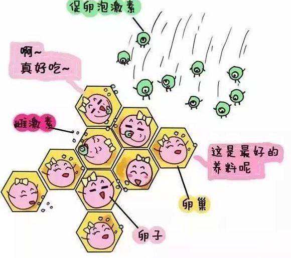 做试管婴儿入门篇,关于促排卵这些你得提前知道…插图1 做试管婴儿入门篇,关于促排卵这些你得提前知道…插图1