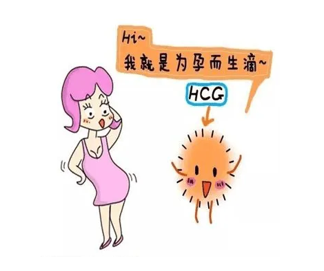 HCG多少可以确定自己怀孕了，HCG的正常值是多少插图